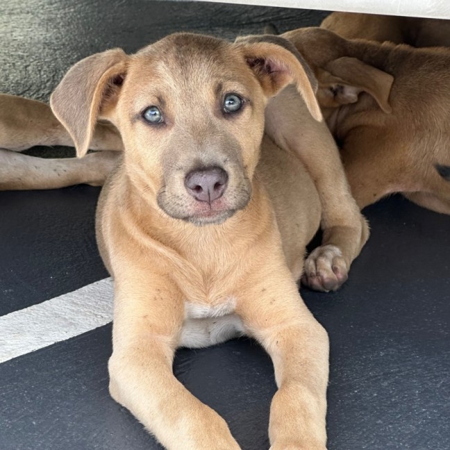 Photo of Paisley 🐶🦋