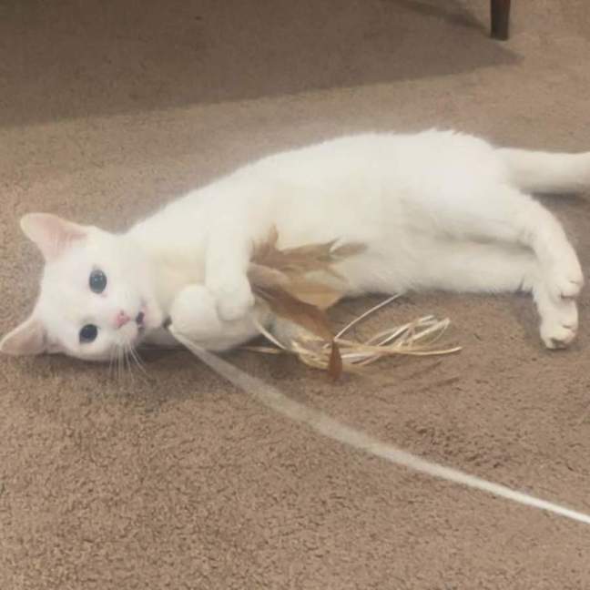 Photo of Snowy