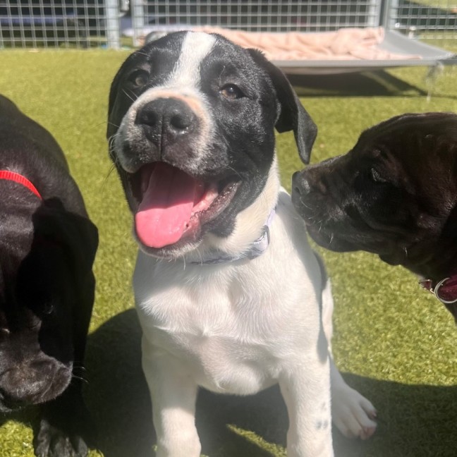 Photo of D1189 Daisy Cow