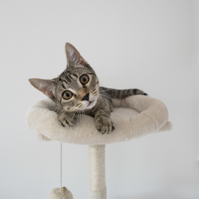 Photo of Momo