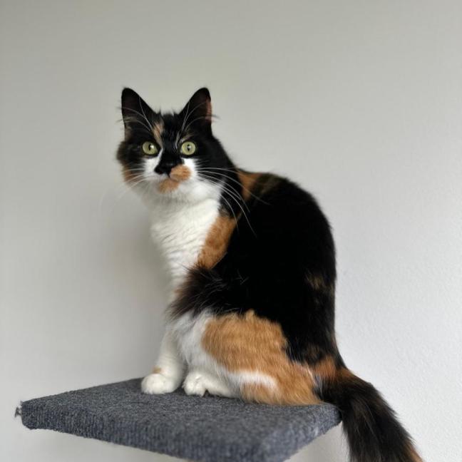 Photo of Callista
