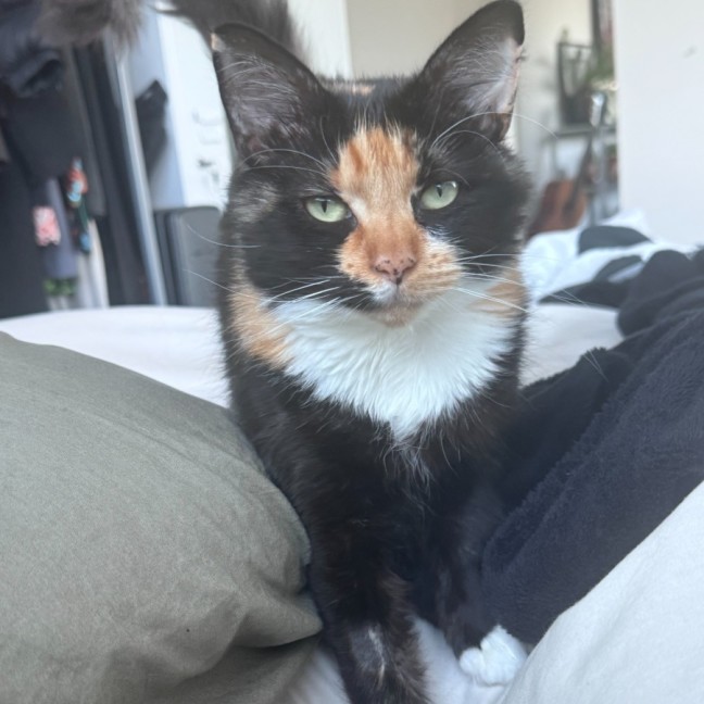 Photo of Bella 🐾 