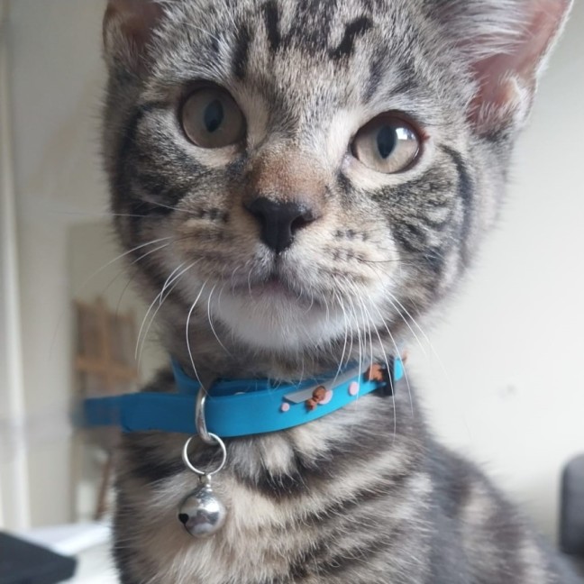 Photo of Pudding ^^Dandy Cat Rescue^^