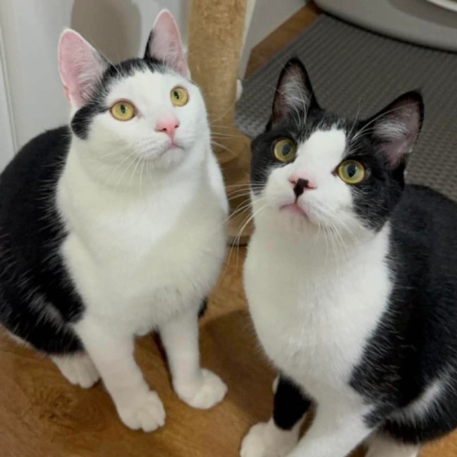 Photo of Leo & Mighalo