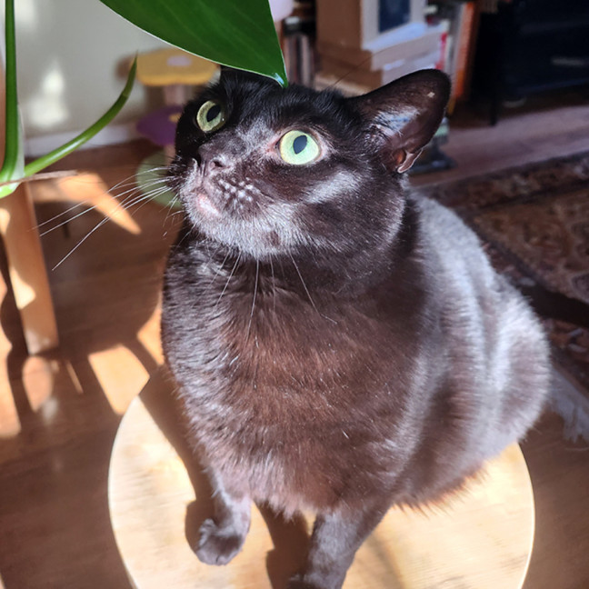 Photo of Ebony