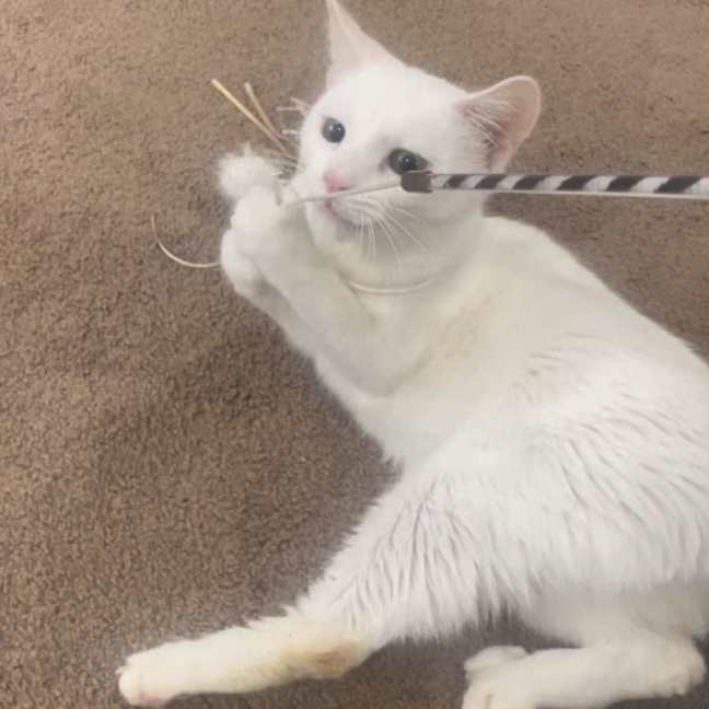 Photo of Snowy
