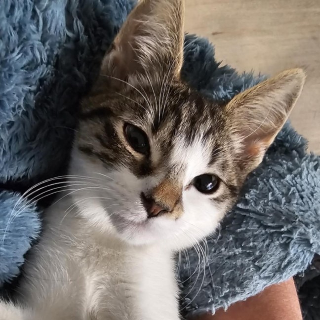 Photo of Willow *9 Lives Project Rescue*