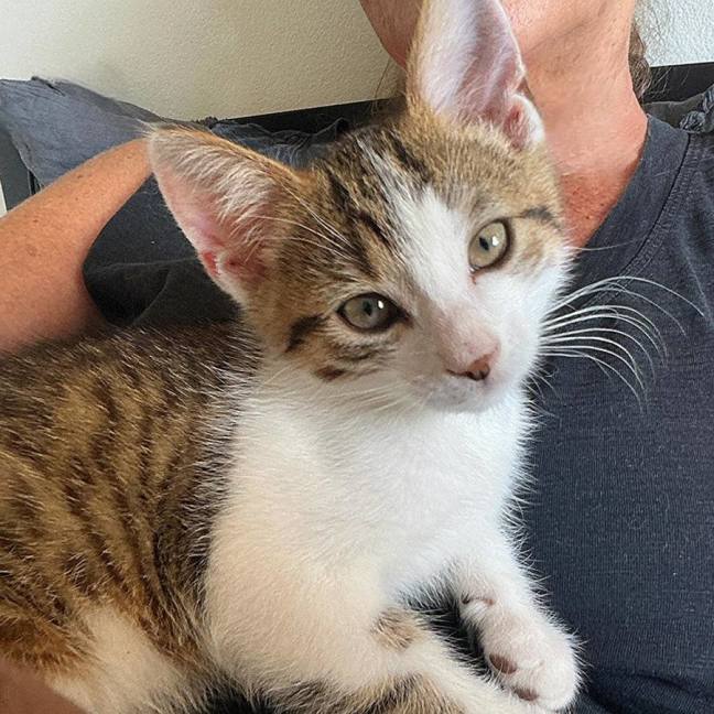 Photo of Nugget