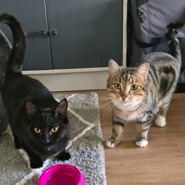 Photo of Maize & Sultana (Located Wantirna)