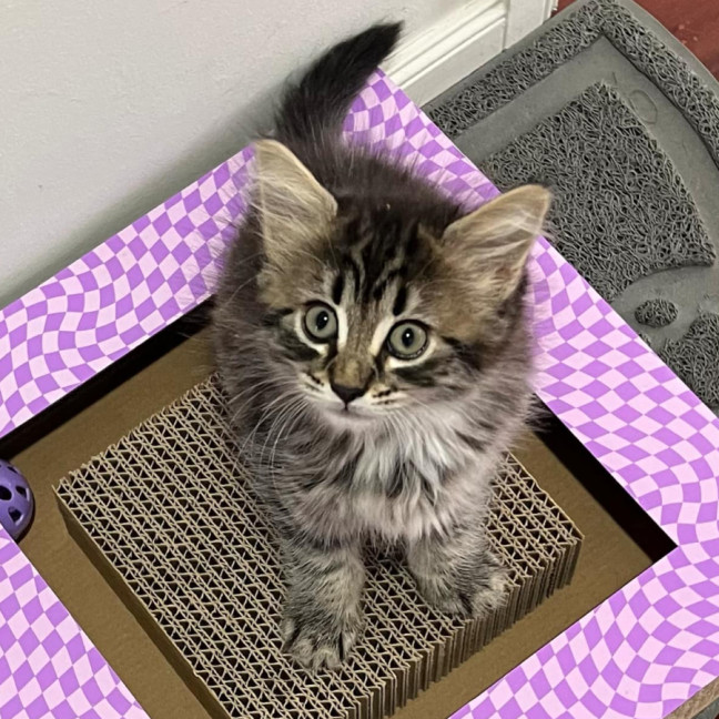 Photo of ❄ Aspen ❄