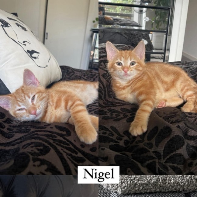 Photo of Nigel