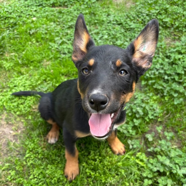 Photo of Lupin