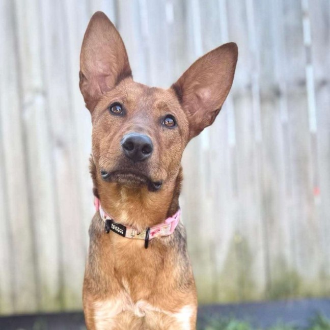 Photo of Daisy