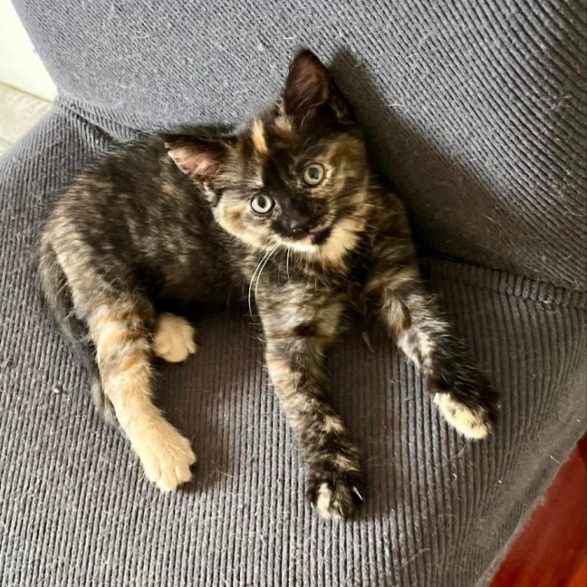 Photo of 🌷 Peppa 🌷