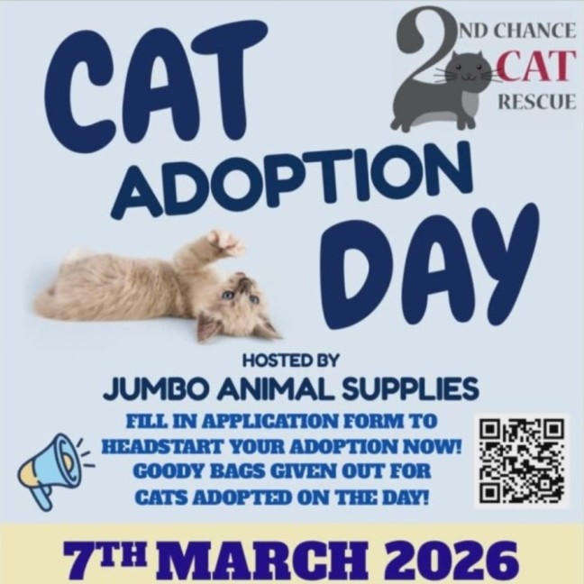 Photo of Cinna**2nd Chance Cat Rescue**