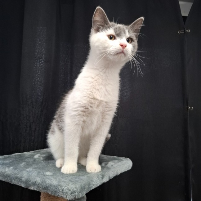 Photo of Stormy