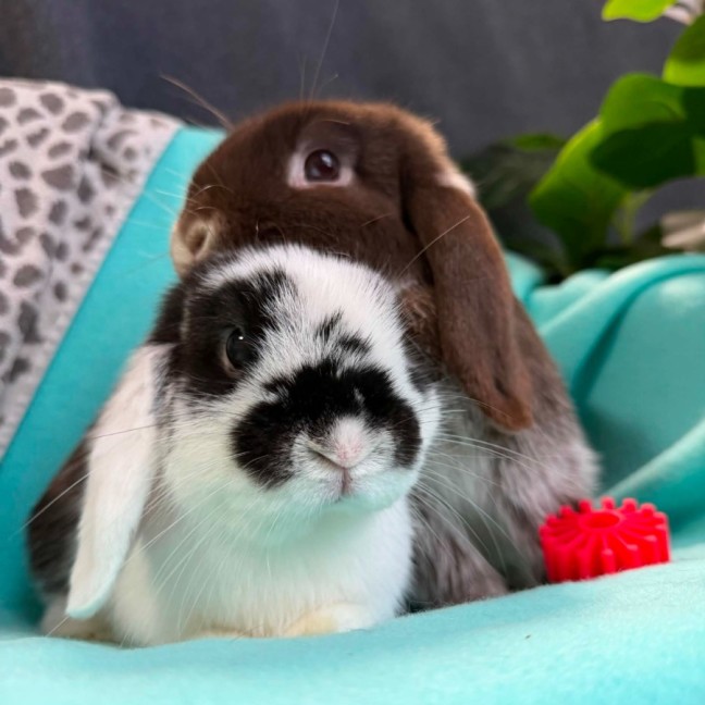 Photo of 🐰Puddles & Zephyr🐰 (Located In Wantirna South)