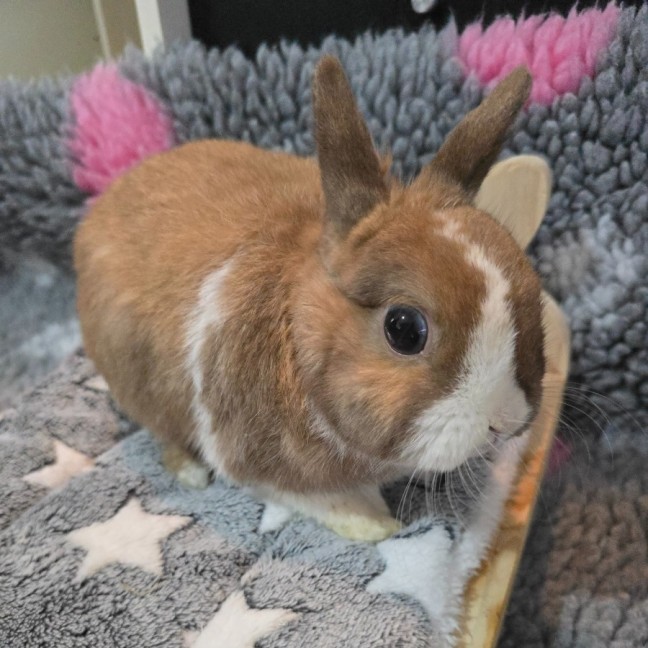 Photo of Rex (Located In Wantirna South)