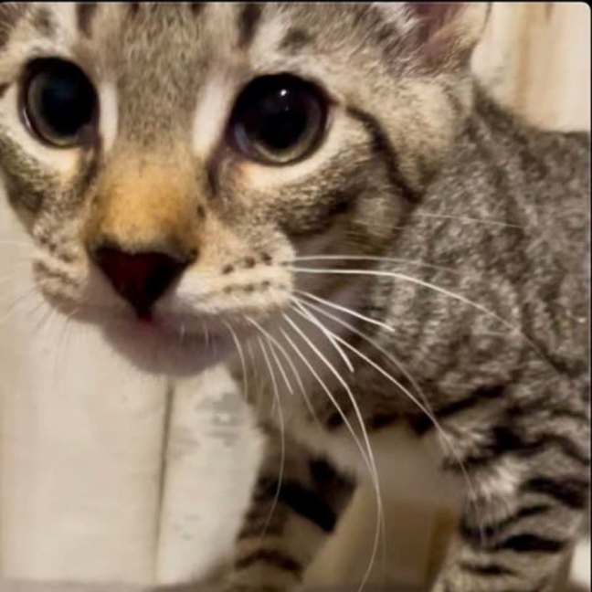 Photo of Gizmo