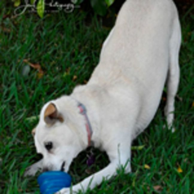 Photo of Caesar