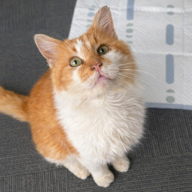 Photo of Ginge * 9 Lives Project Rescue*