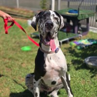 Photo of Darcy