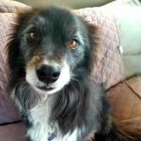 Photo of Barney And Bailey