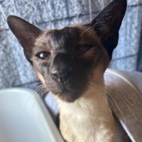 Photo of Sweetie Pie