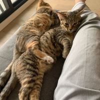 Photo of Sophia & Coco