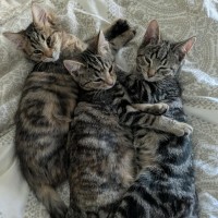 Photo of Gizmo