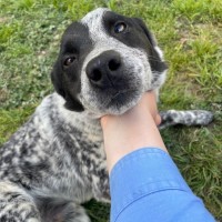 Photo of Digger