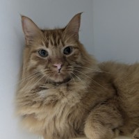 Photo of 🧉 Marmalade 5365 🧉