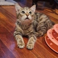 Photo of Waffle