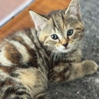Photo of Iris