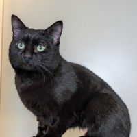 Photo of Lieutenant Dan