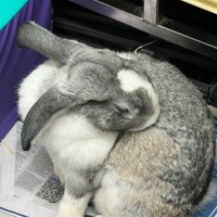 Photo of Thunderdome