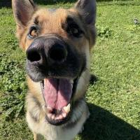 Photo of Wolfie