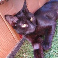 Photo of Gamora **2nd Chance Cat Rescue**