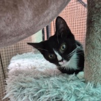 Photo of Dr. John Zoidberg ** 2nd Chance Cat Rescue**