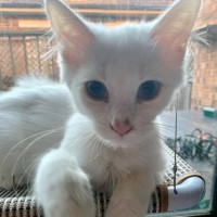 Photo of Atticus Finch 