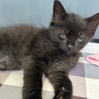 Photo of Onyx
