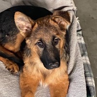 Photo of Archie