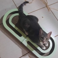 Photo of Sanemi