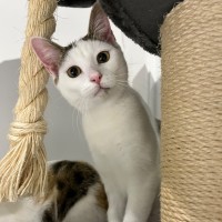 Photo of Poppy