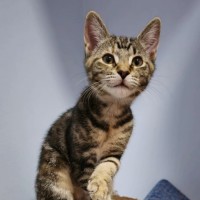 Photo of Wattle ^^Dandy Cat Rescue^^