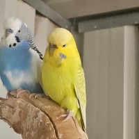 Photo of Chirp Hammet