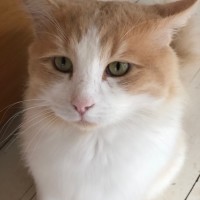 Photo of Pickles