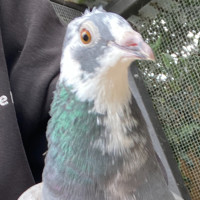 Photo of Cleopatra