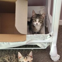 Photo of Layla   Located In Templestowe