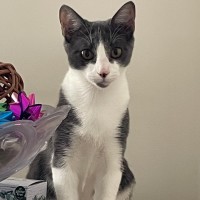 Photo of 💎 Sapphire 💎